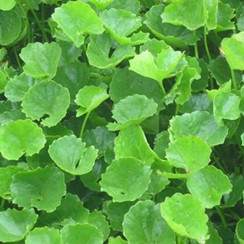 Hạt Giống Rau Má F1. Túi 0,2 gam - Tốt Cho Sức Khỏe - Kèm Quà Tặng