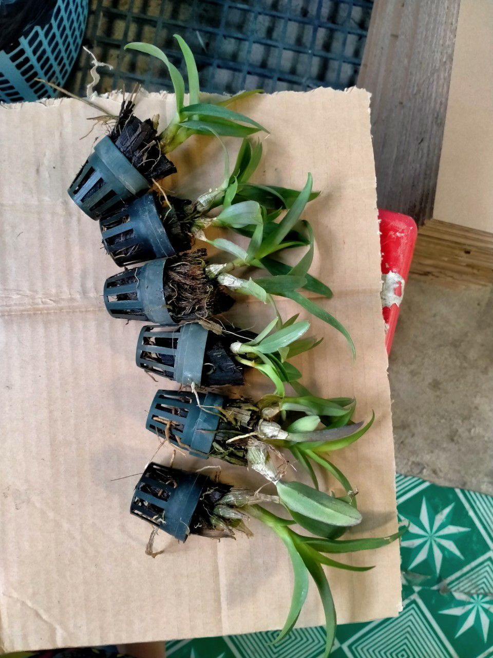 hoa lan yaya mini cây giống