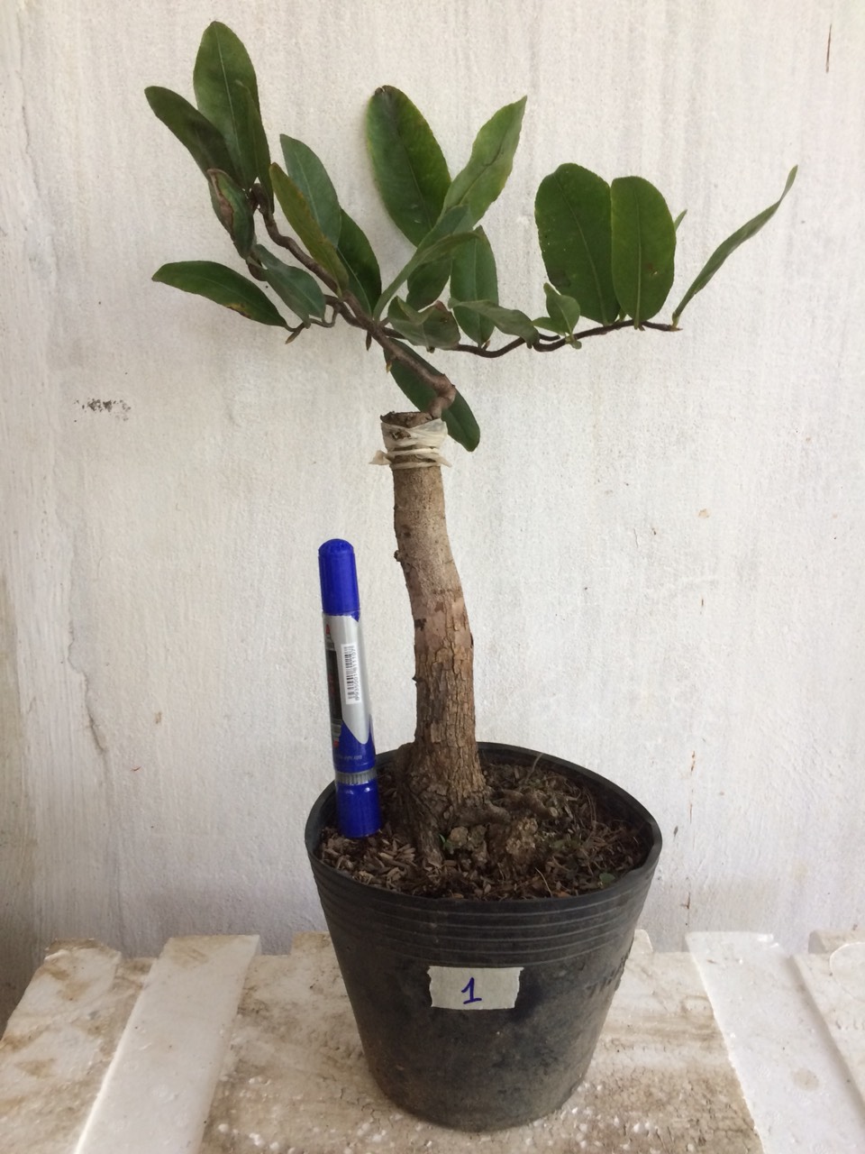 Mai Giảo tự xoắn