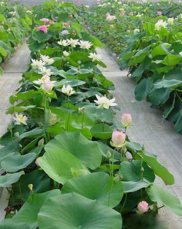 Phân Bón Cho Hoa Sen, Hoa Súng Và Cây Ngập Nước (Gói 24 Viên)