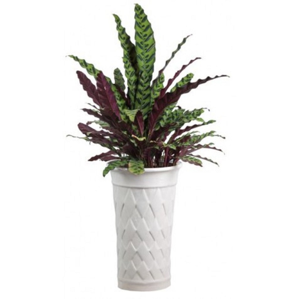 [Chuẩn Giống F1] CÂY ĐUÔI CÔNG ( ĐUÔI PHỤNG) LÁ DÀI - Ý nghĩa và phong thủy