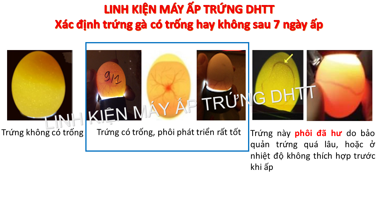 Đèn pin soi trứng siêu rõ