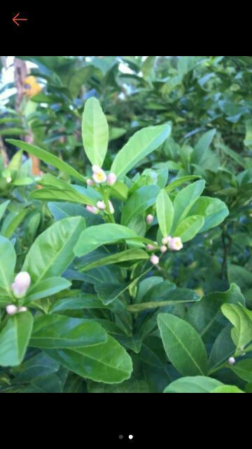 Chanh bông tím ( chanh tứ quý trái chùm)