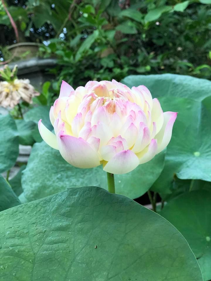 Củ sen chaming lip ( C28)