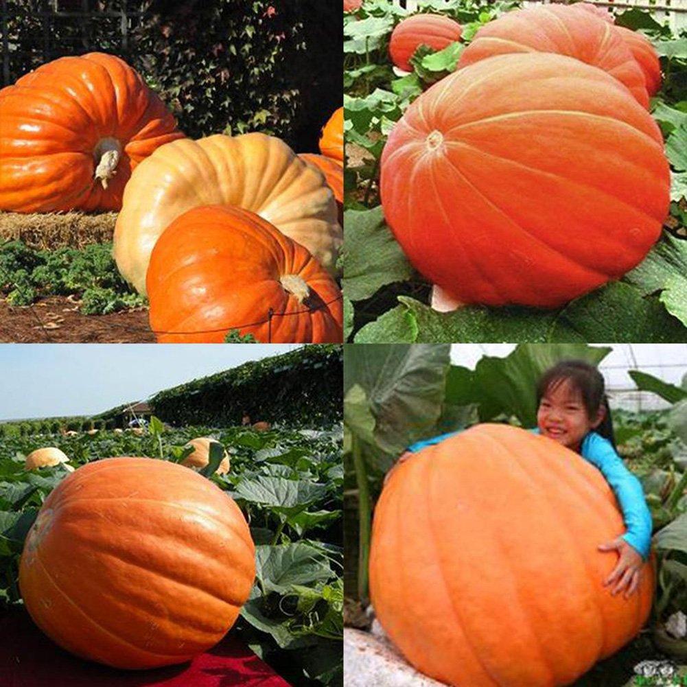 Giant pumpkin seeds - High Quality Seeds