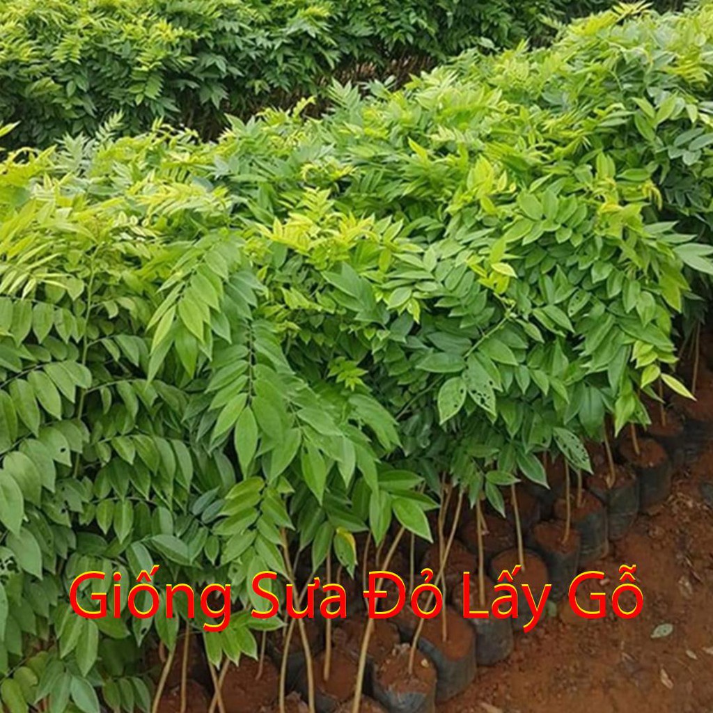 cây sưa đỏ lấy gỗ - cây giống cao dưới 1m