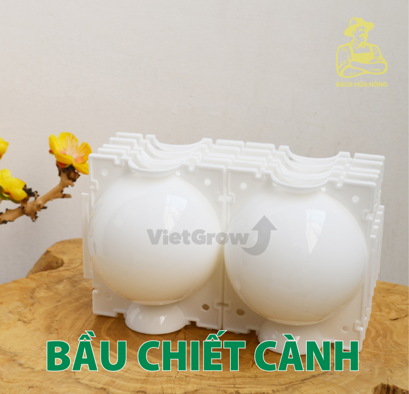 [HCM]Combo 5 Bầu chiết cành Croco - Size M (8cm), Màu Trắng
