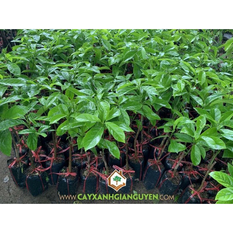 CÂY GIỐNG DÂU DA XANH SIÊU NGỌT