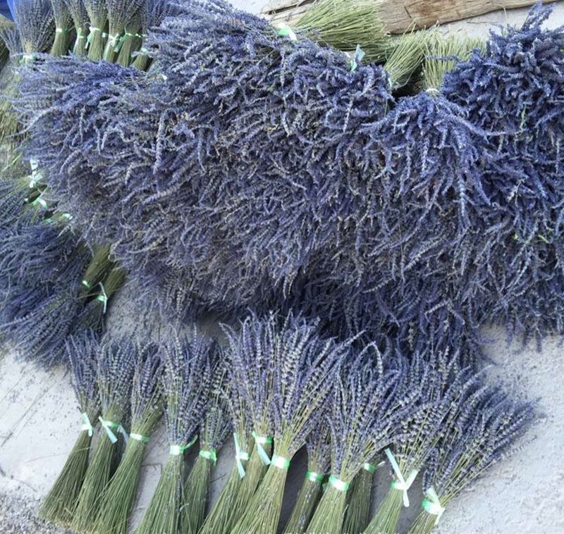 Hoa Lavender 100g Hoa Khô Tự Nhiên Màu Tươi Sáng ( tặng túi thơm )