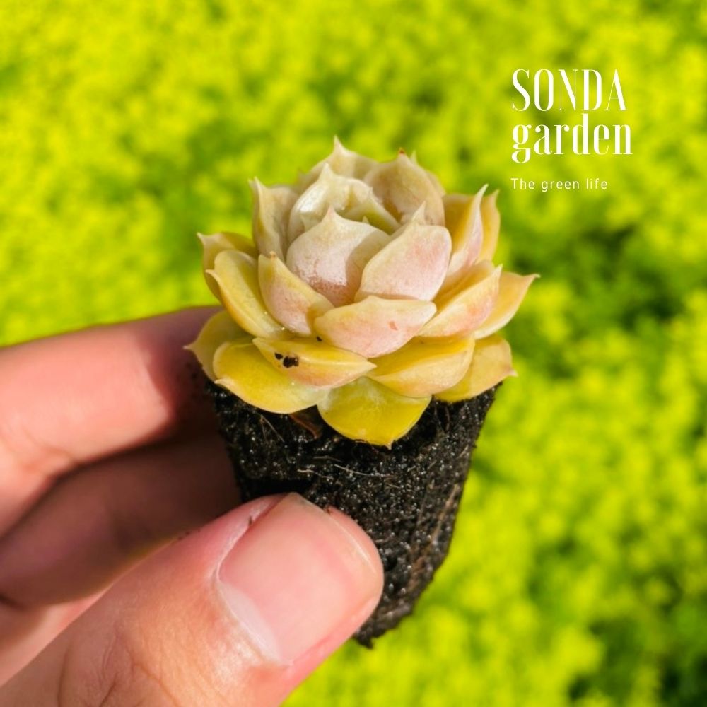 SEN ĐÁ NGỌC BÍCH SIZE MINI SIÊU KHOẺ ĐẸP LỖI 1 ĐỔI 1