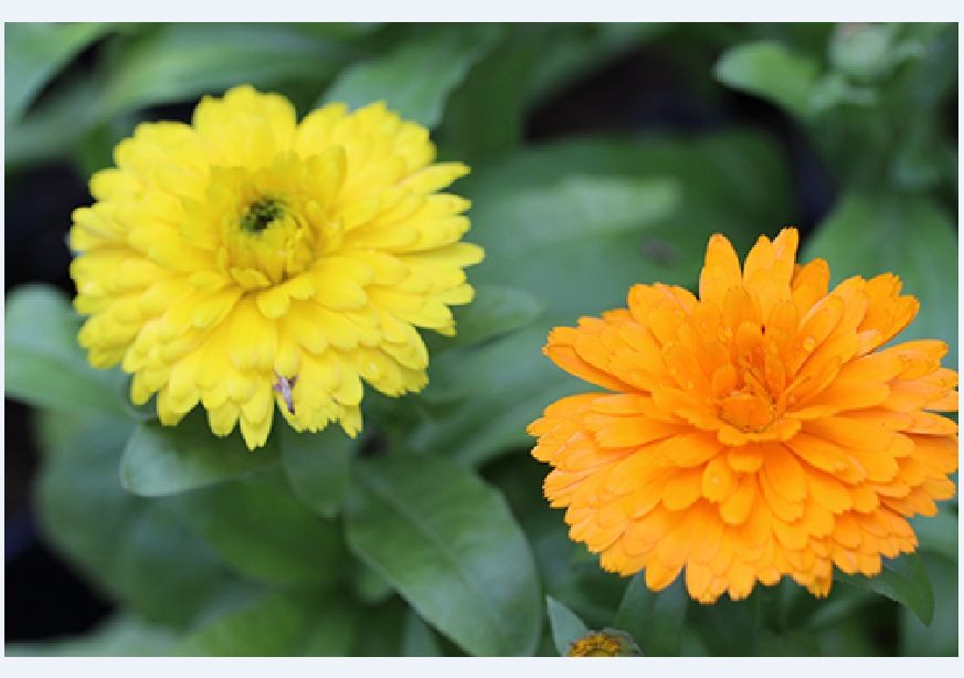 Hạt Giống Hoa Cúc ZINNIA Thấp Cây 50 hạt