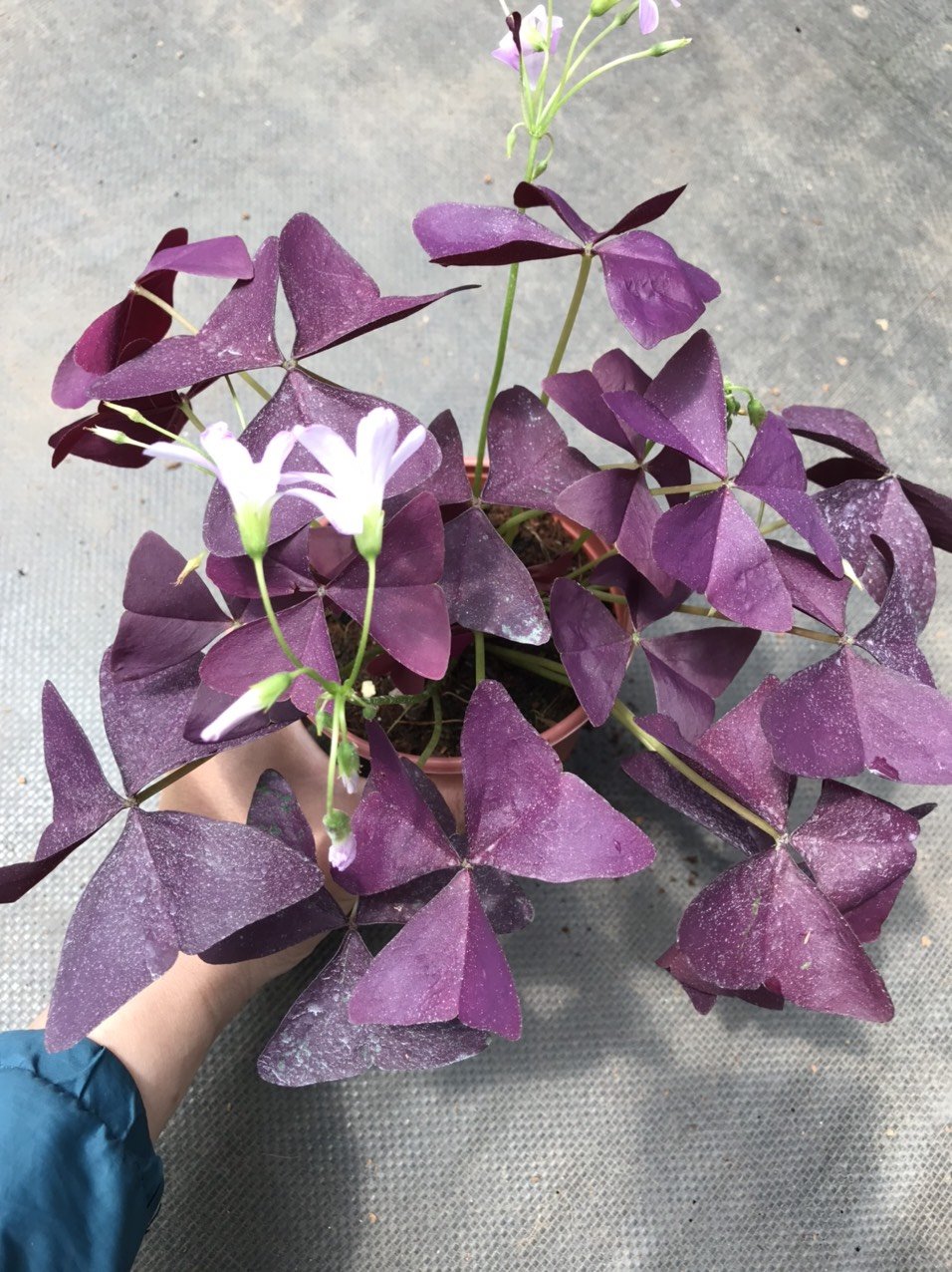 Cây Bướm Đêm - Red butterfly Wing-