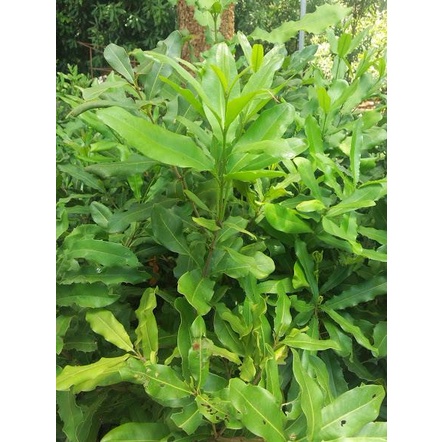 cây macca QN1 giống (chuyên cây giống)