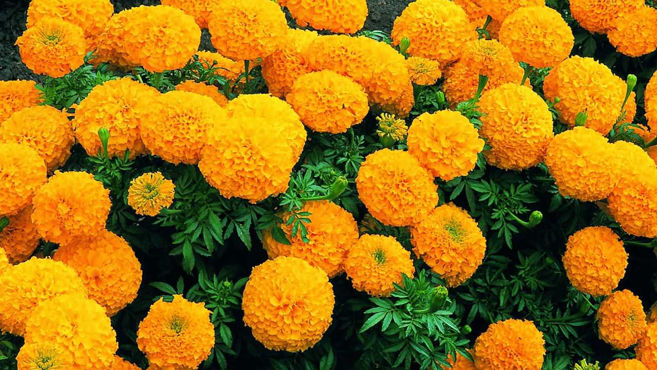 Phân bón siêu bung chèo đâm chồi đẻ nhánh vọt đọt mập đọt (50gr)