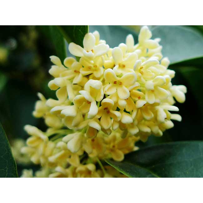 Cây Hoa Mộc Hương Hoa Vàng Cao 1M2