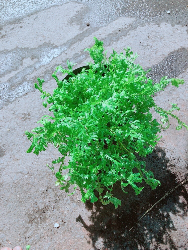 Cây Rêu Lọc Không Khí