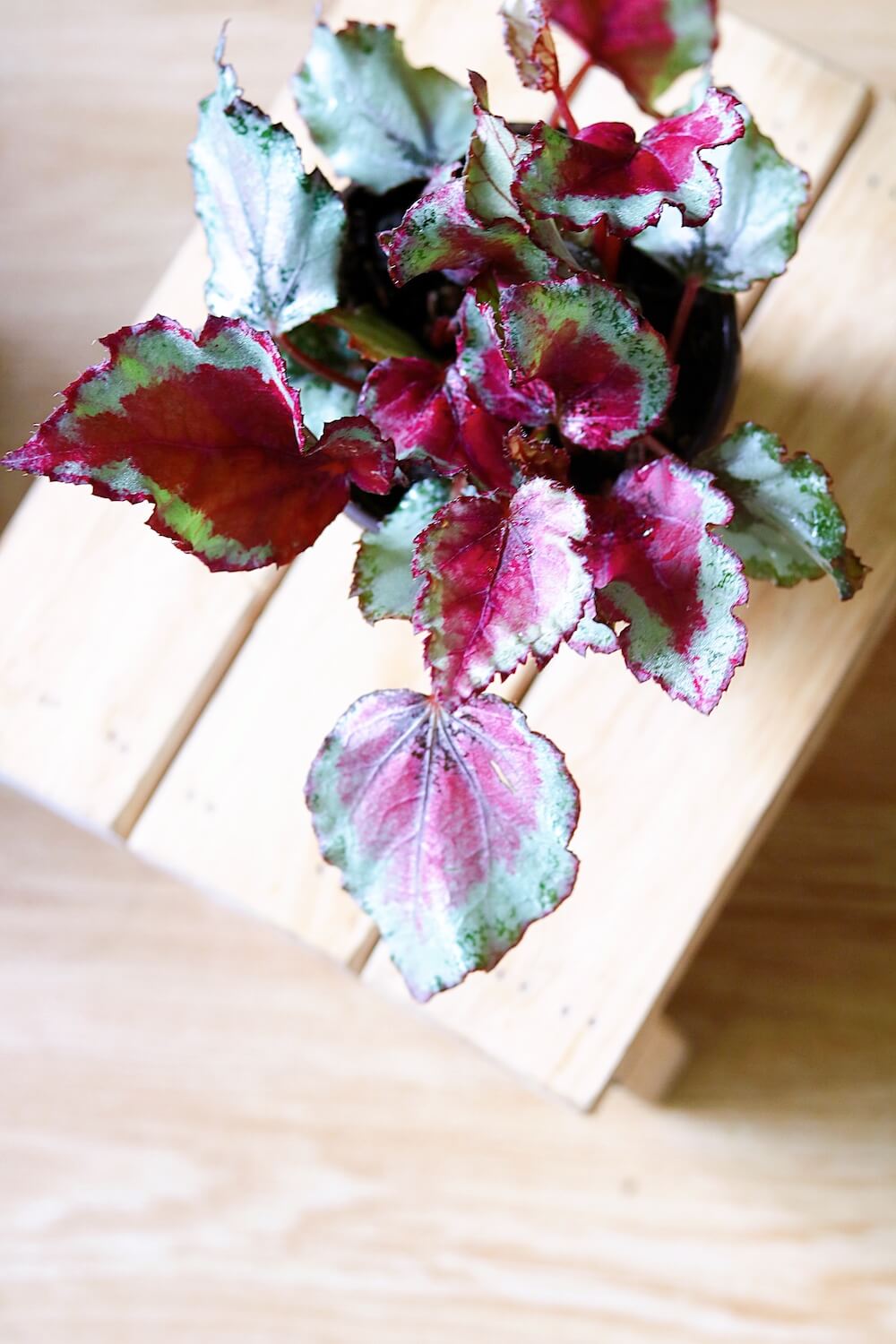 Chậu cây Begonia Celia - Thu Hải Đường Celia