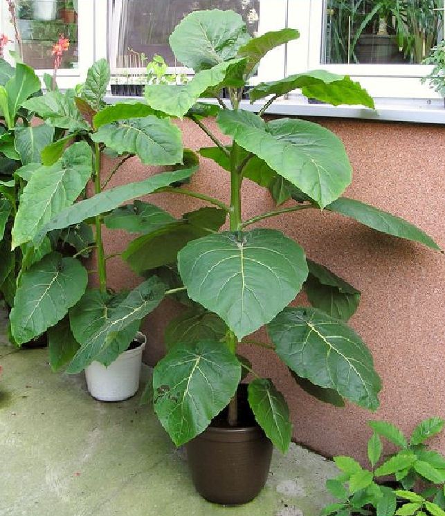 Túi 10 Hạt giống cà chua thân gỗ - VTNT