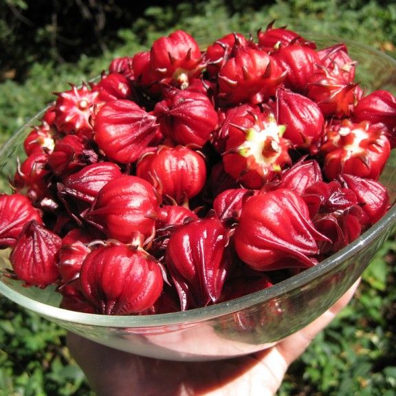 Hạt Giống Hoa Bụt Giấm (2gr)