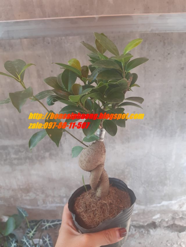 cây si nhật bonsai