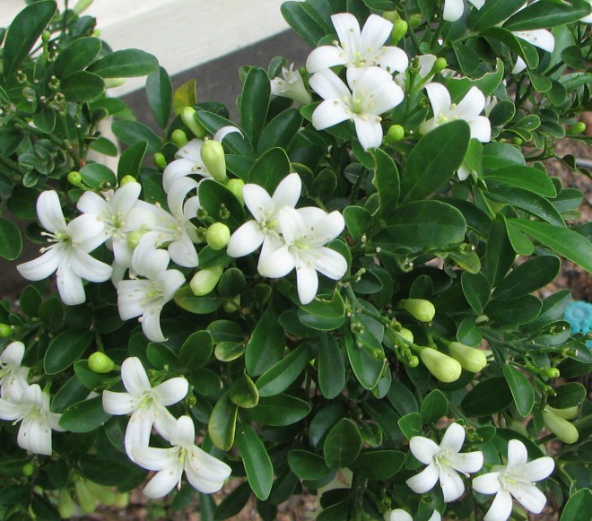 CHẬU CÂY NGUYỆT QUẾ LÙN BONSAI