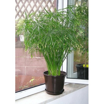 Cây thuỷ trúc thuỷ sinh (Ảnh thật số 2).