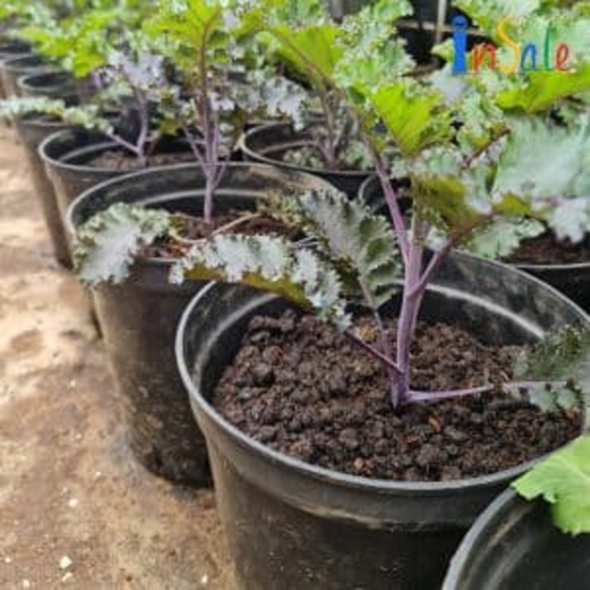 Com bo 2 cây giống cải xoăn tím, kale xoăn tím scalet