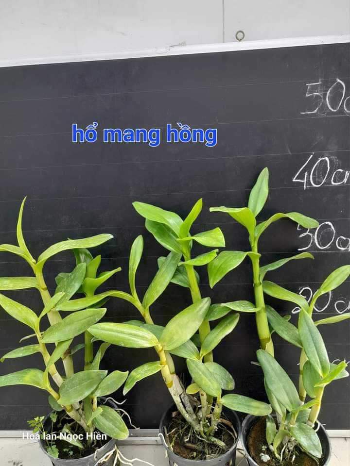 HOA LAN DENRO HỔ MANG HỒNG