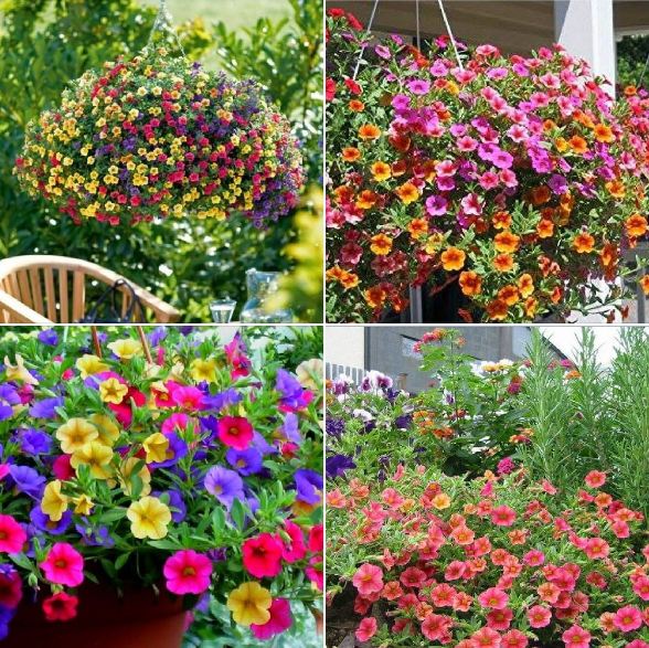 "Gói 100 "Hạt giống hoa triệu chuông mix màu [Seeds]