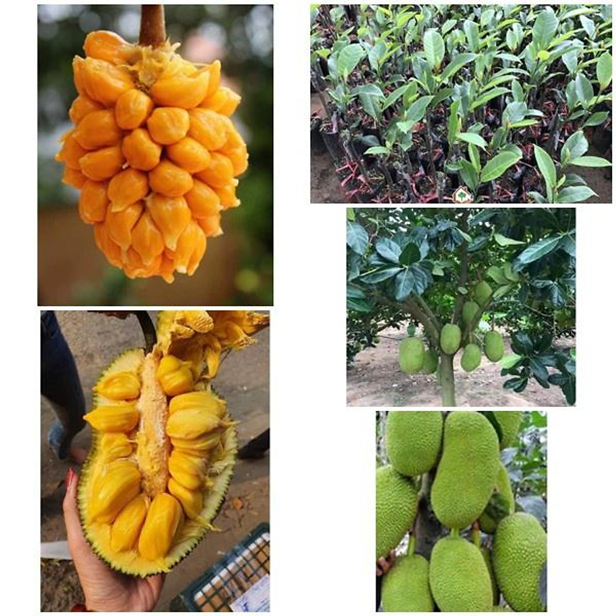 Cây giống mít tố nữ - quả siêu sớm