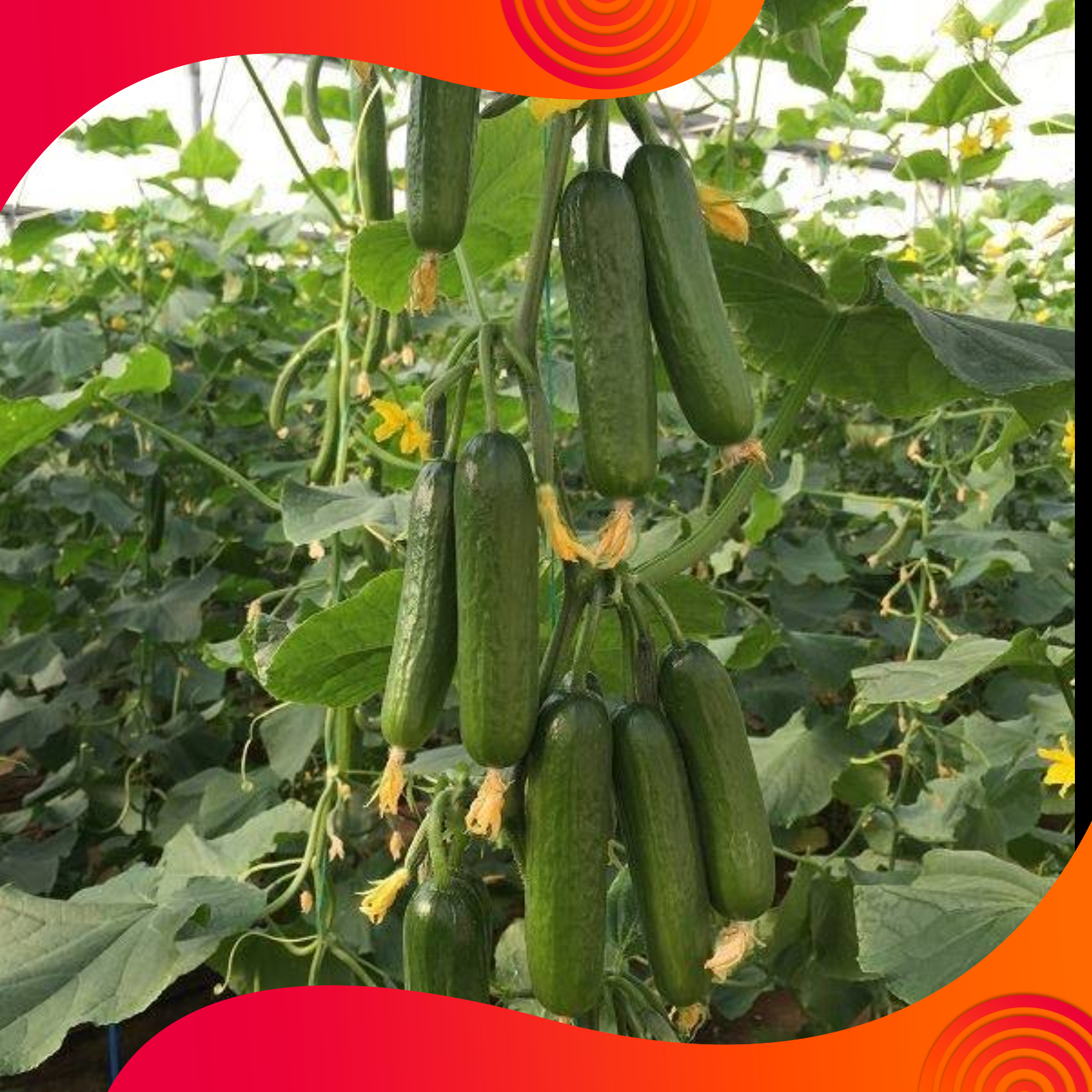 10 seeds of beam cucumber