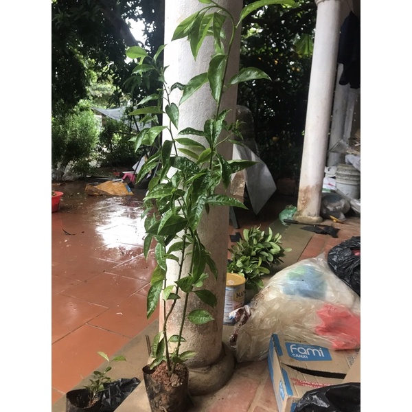cây dạ lý hương thơm cao 50-60cm đang nụ hoa