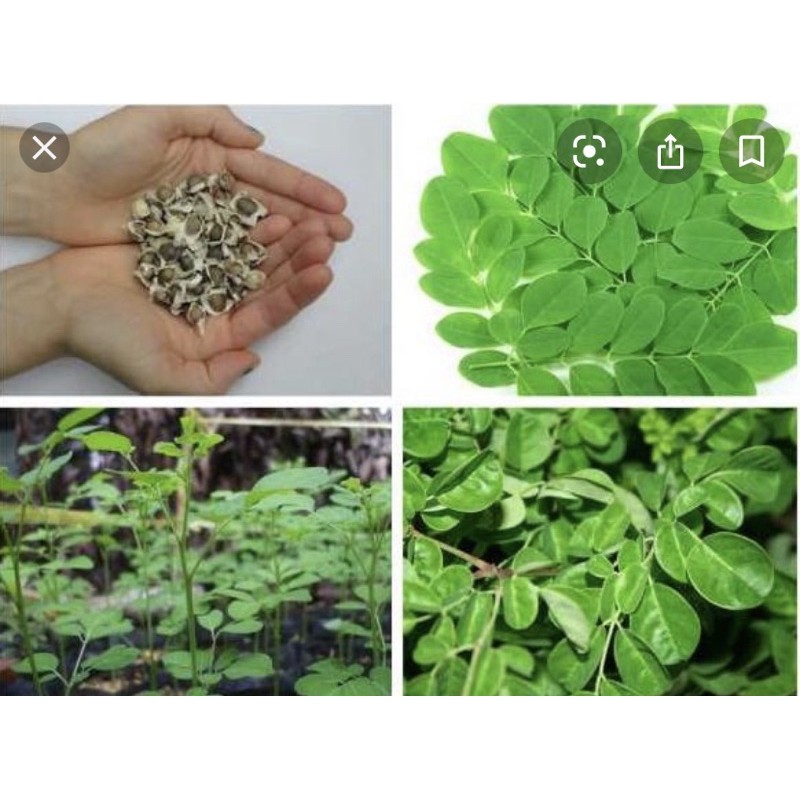 Túi 10 Hạt giống rau chùm ngây