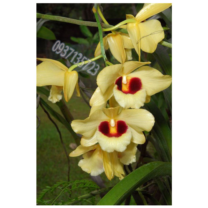 cây Lan Dendrobium Gatton Sunray--[ cây còn nhỏ ]