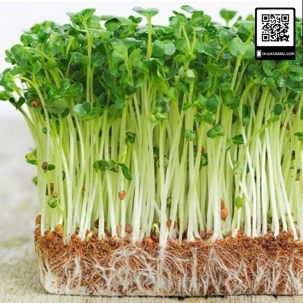 Hạt giống rau mầm rau muống 100g