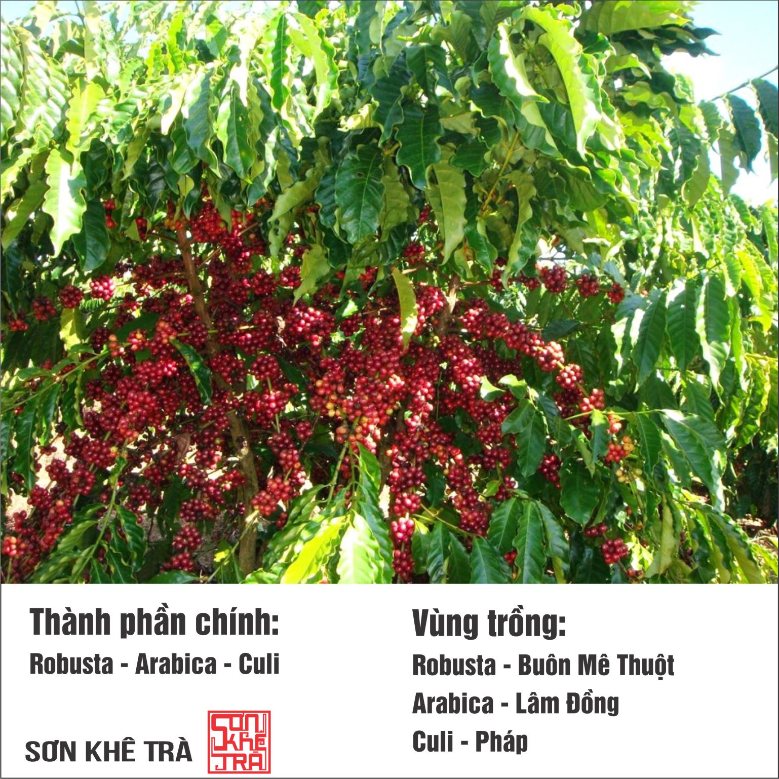 Cafe Nguyên chất không phụ gia