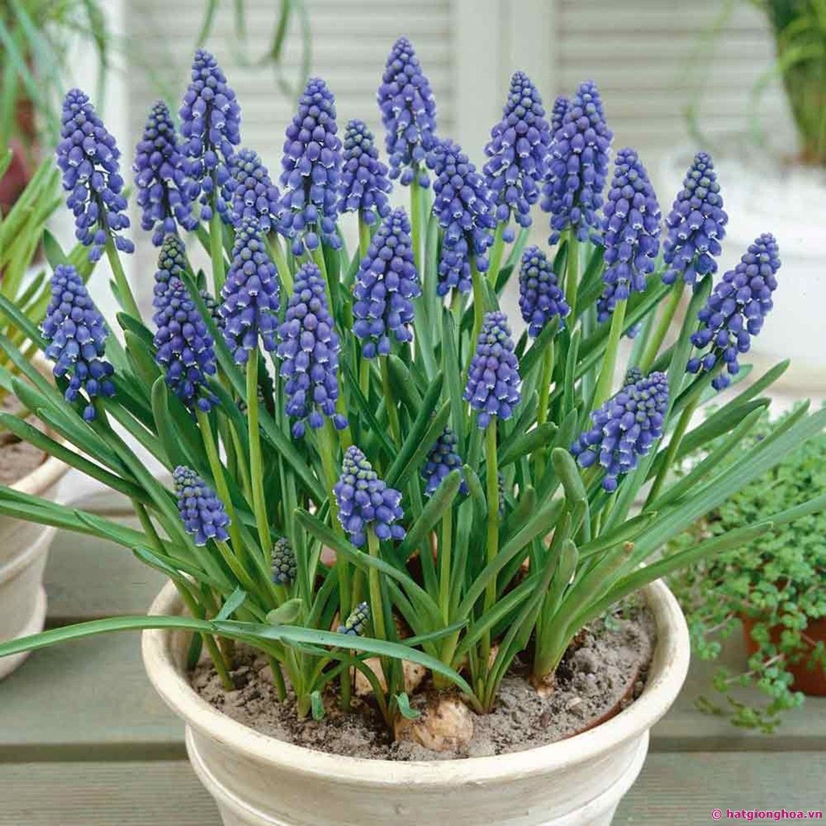 Củ hoa nho lục bình dễ trồng ra hoa nhanh size 2cm