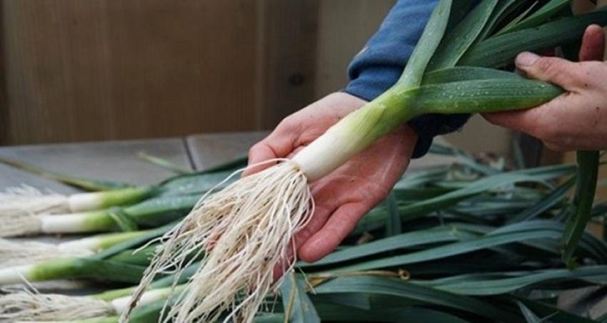 Hạt giống rau tỏi tây