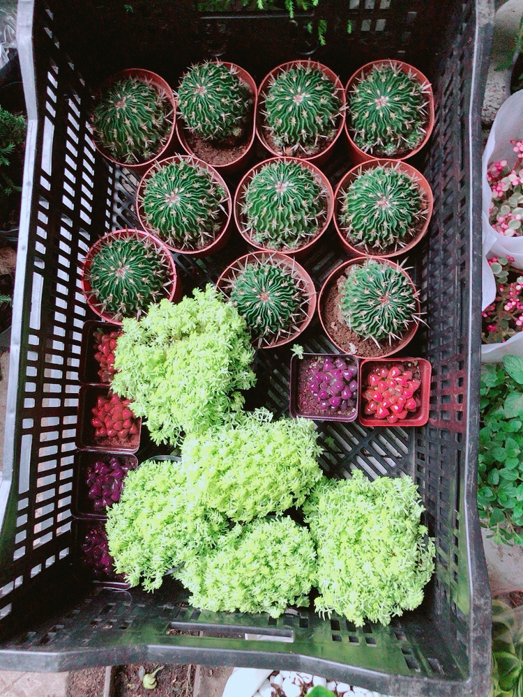 Sen Sedum vàng