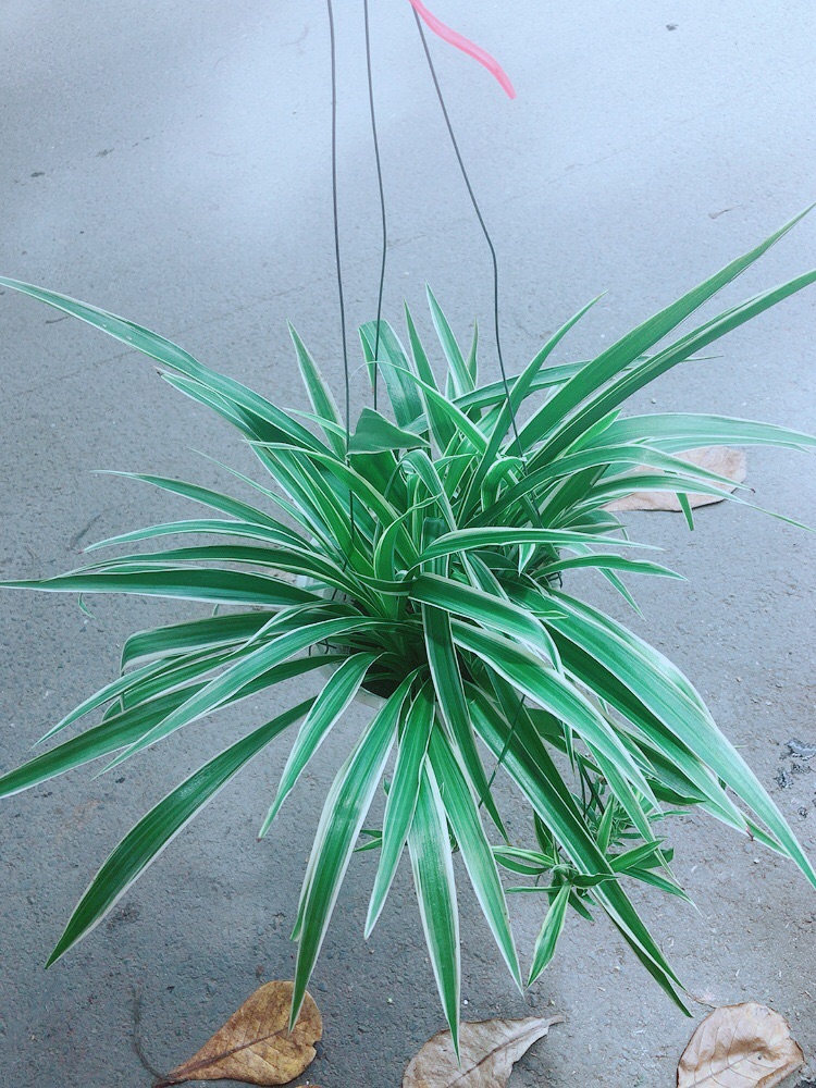 Chậu Cây Lan Chi