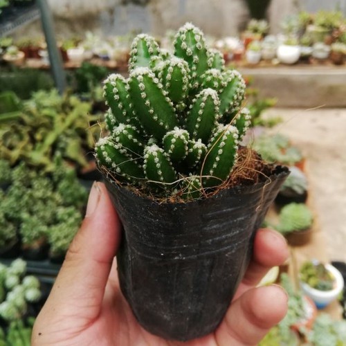Cây xương rồng thanh sơn