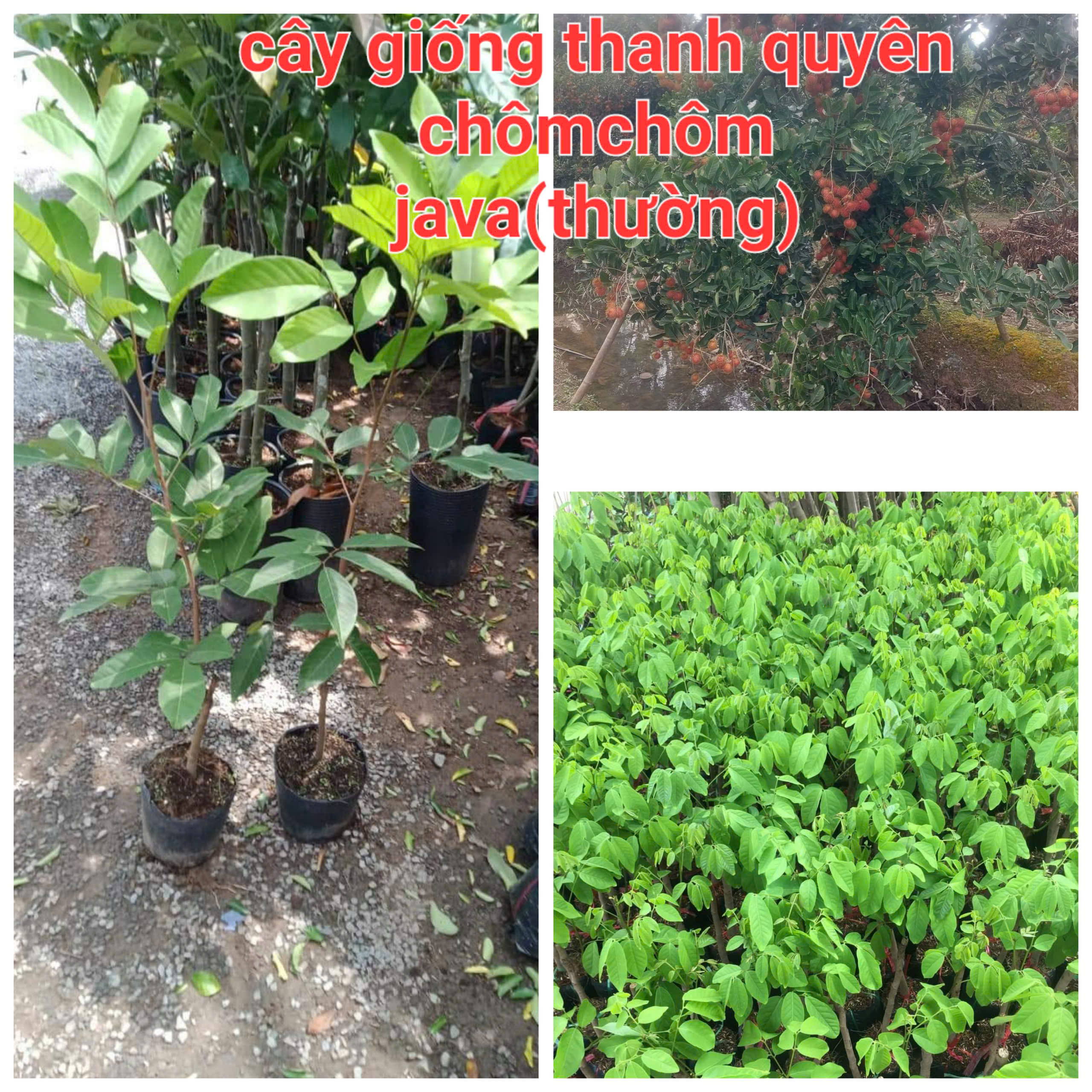 Java Soursop Seedlings, Regular Soursop, 70-140cm High, Depending on the Lot, 100% Standard Variety