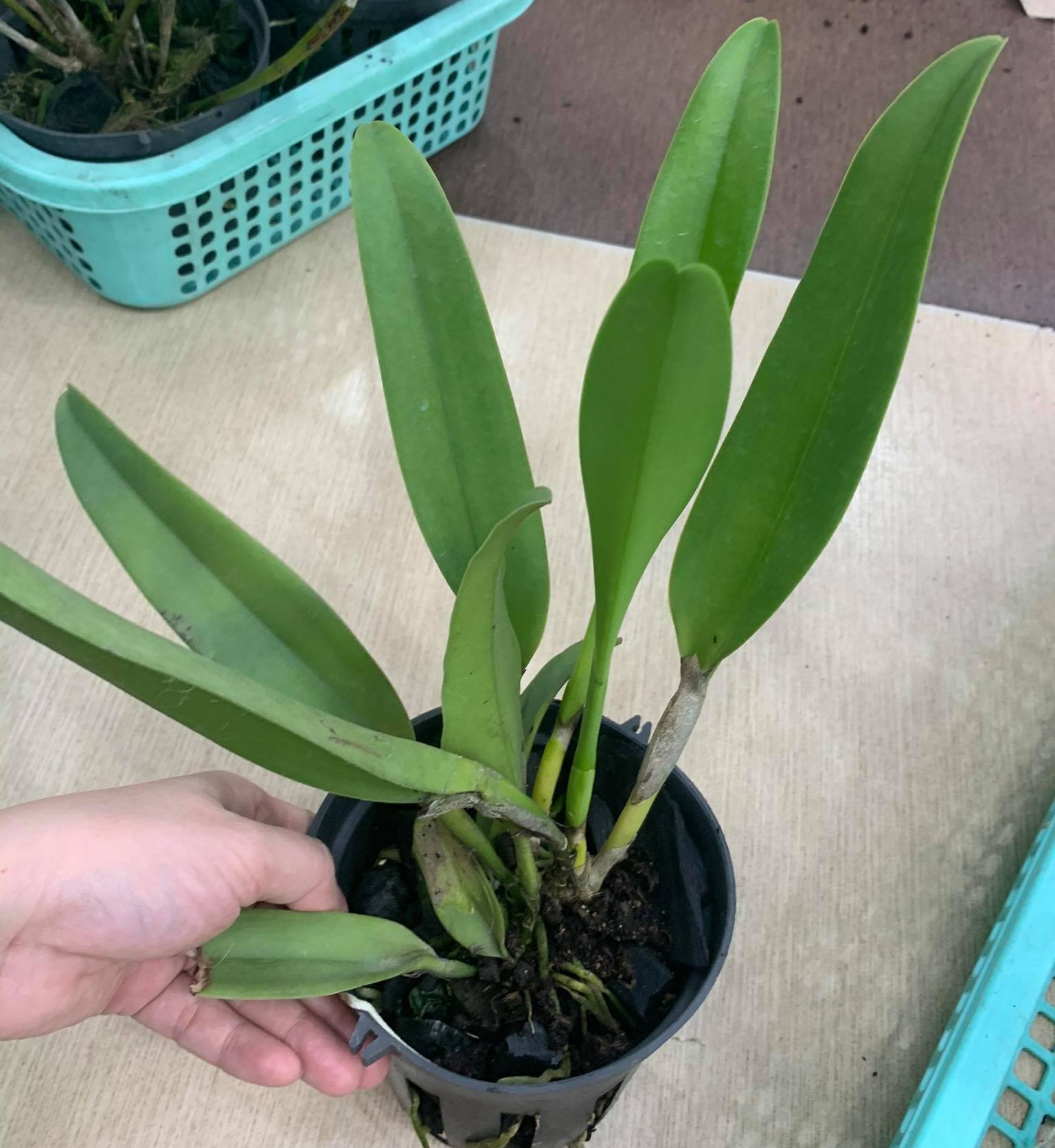 Lan Cattleya Trưởng Thành, giống nhập Thái Lan