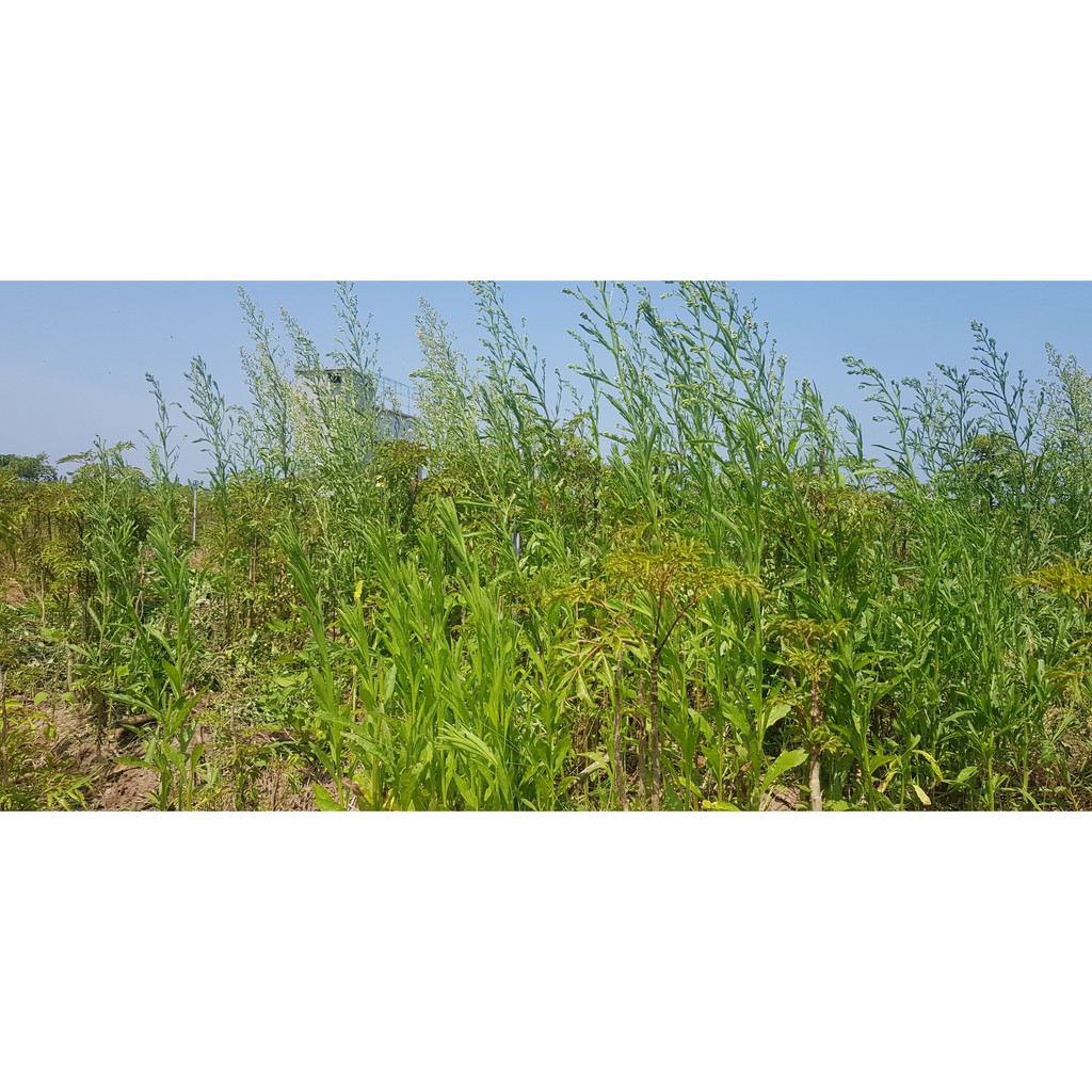 Cây Ngải Dại - cây giống (5 cây)