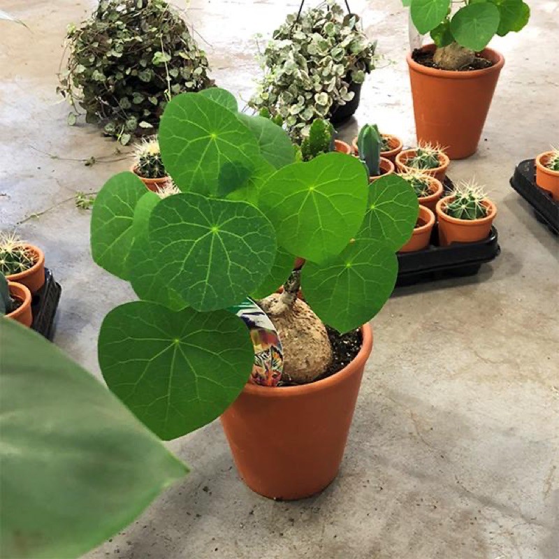 01 Củ bình vôi làm cảnh loại 100-500g