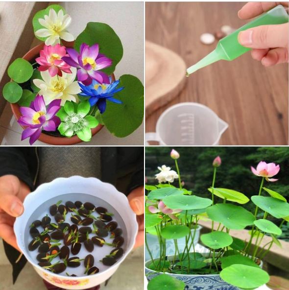 Hạt giống sen mini nhật mix màu - ( 1 gói 5 hạt )