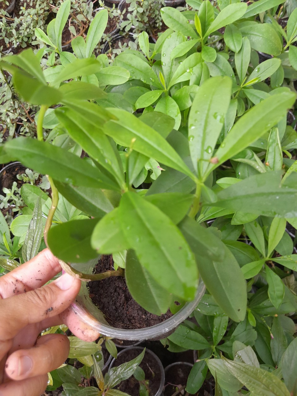 Cây Rau Sâm Đất Giống, chậu cây như ảnh chụp