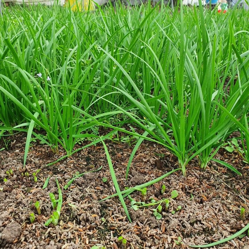 Hạt giống hẹ lá