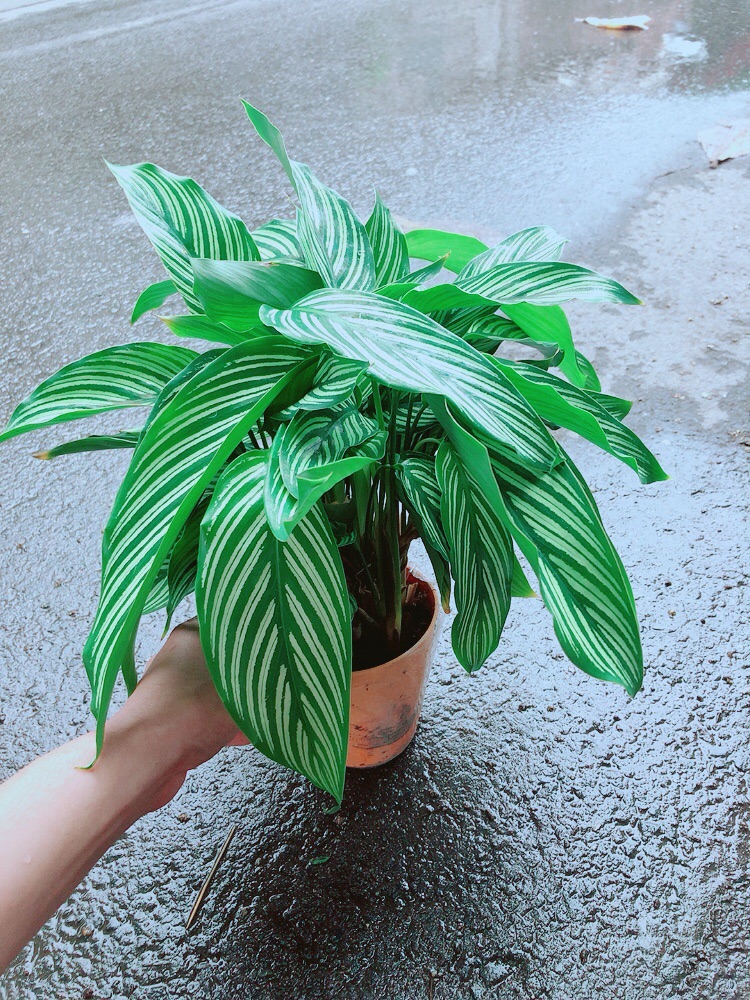 [HCM]Đuôi Công Sọc Xanh