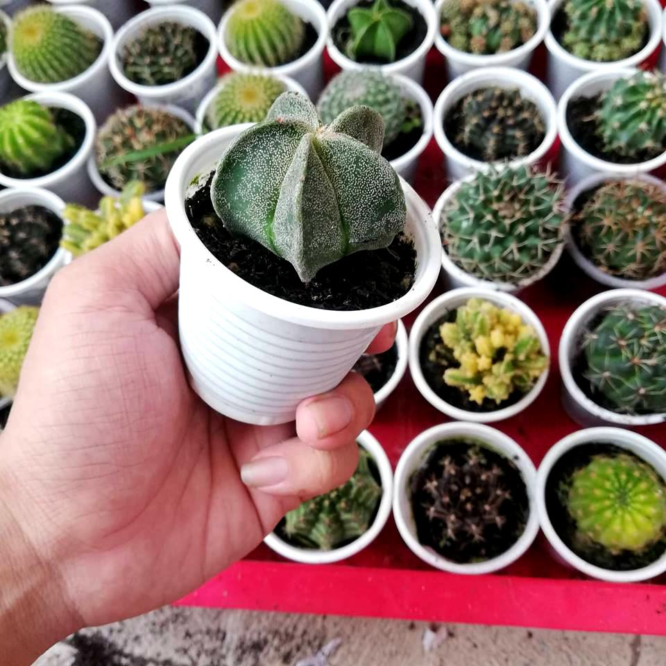 [HCM]Cay xương rồng sao trắng